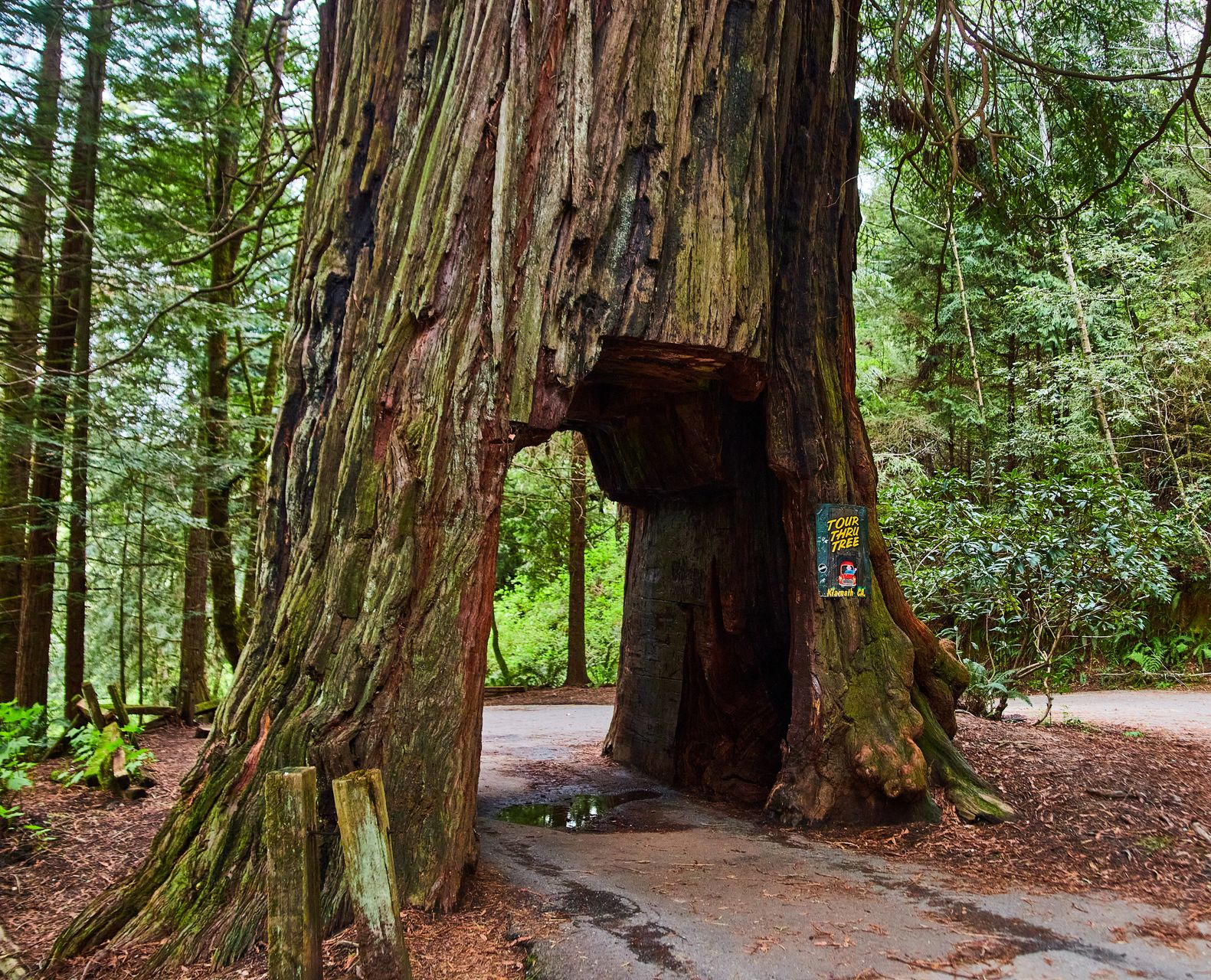A large tree with a hollow trunk arching over a forest path, surrounded by green woods.