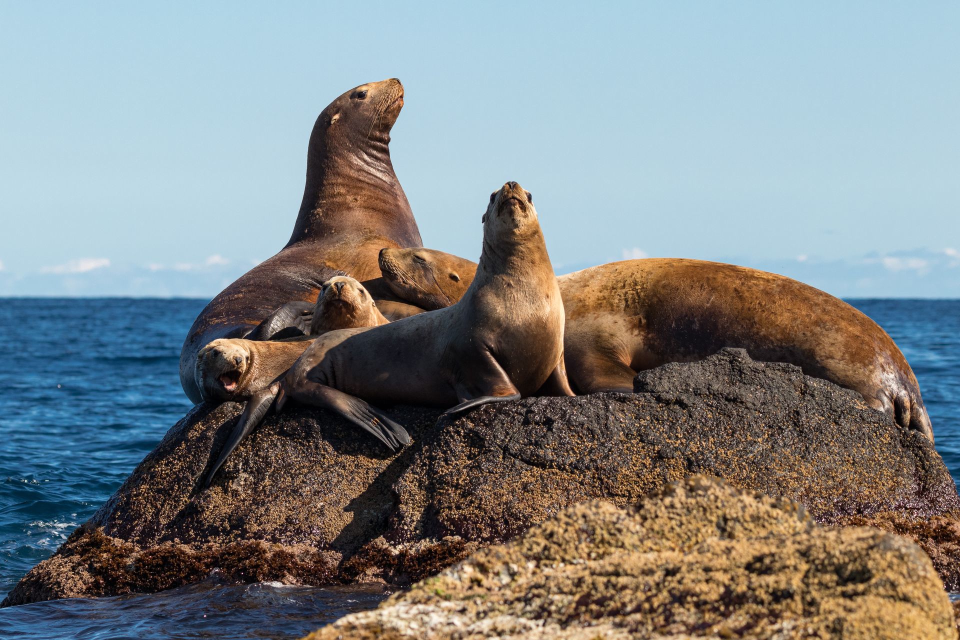 Sea lions lounging on a rocky outcrop by the ocean under a clear sky