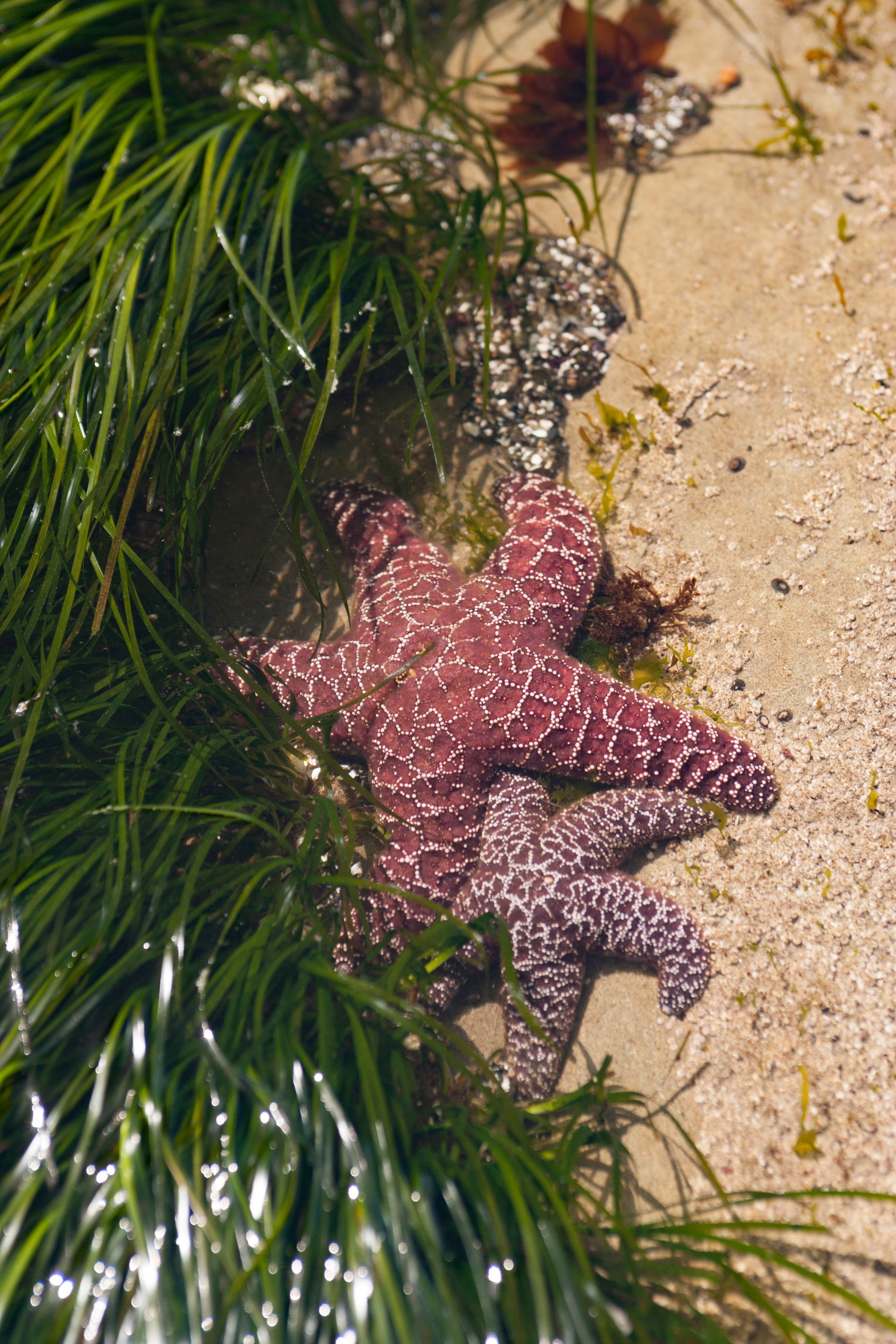 Purple starfish on wet sand among green seaweed at the shore