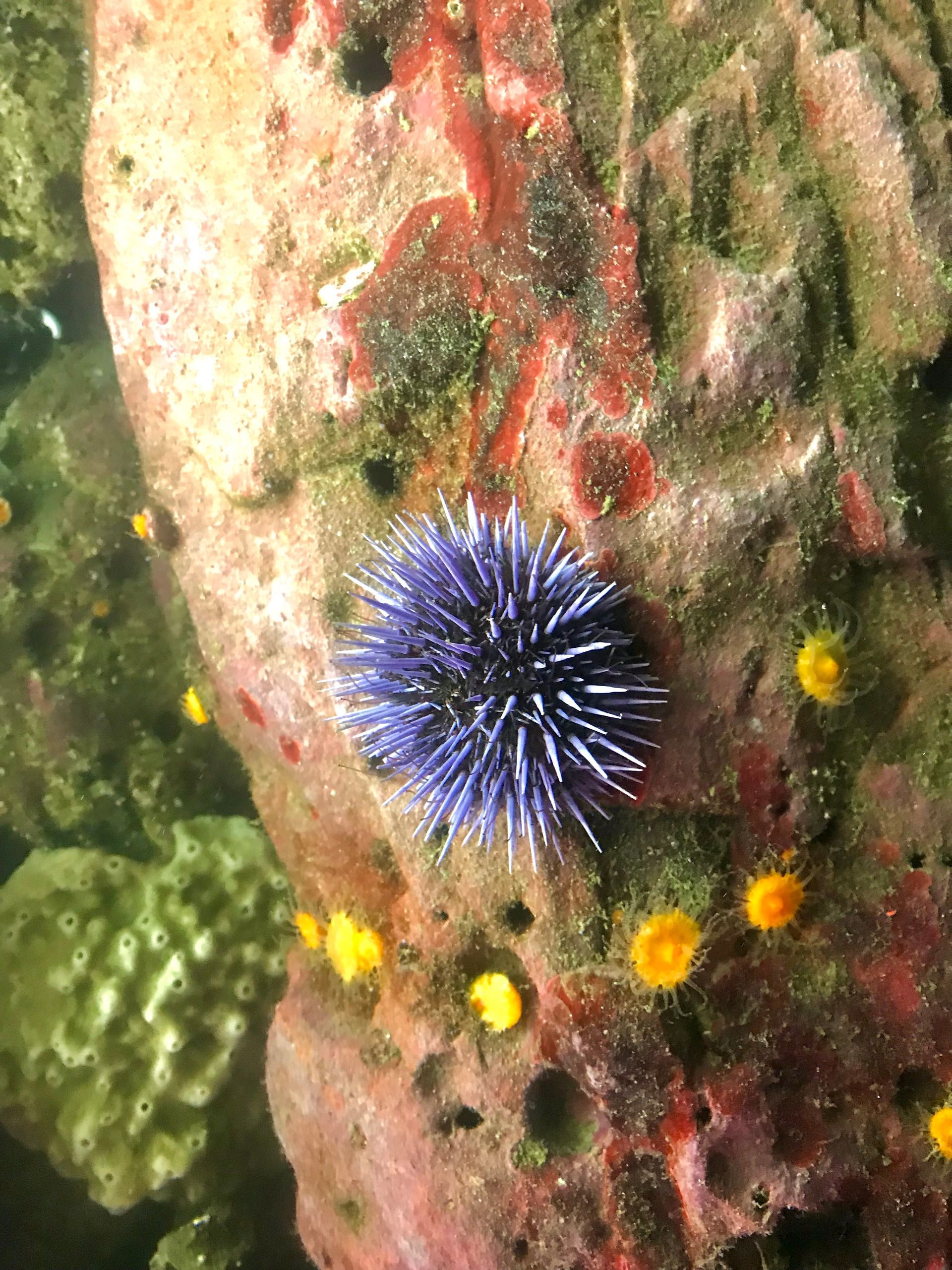 Blue sea urchin on a rock underwater, surrounded by small yellow anemones
