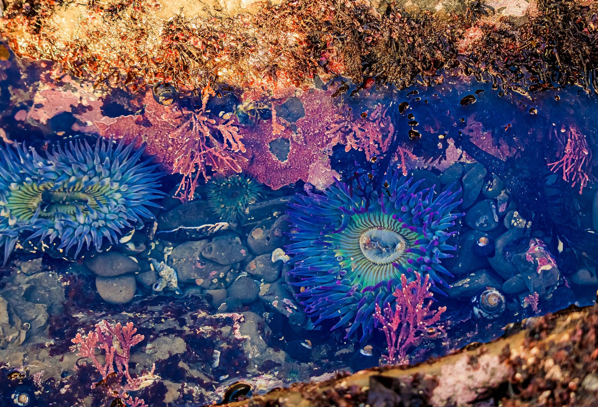 Colorful coral reef scene with blue water, pink and orange corals, and rocks underwater