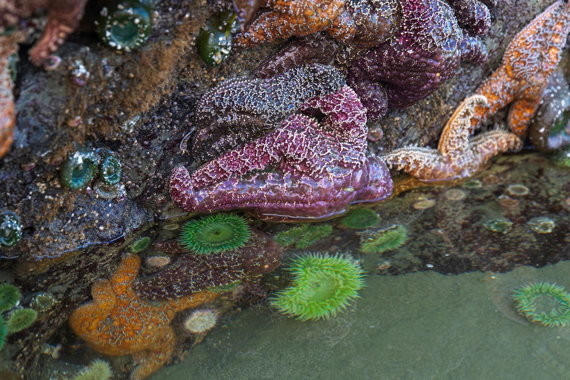 Colorful sea anemones and starfish clustered on wet rocks at the tide pool edge