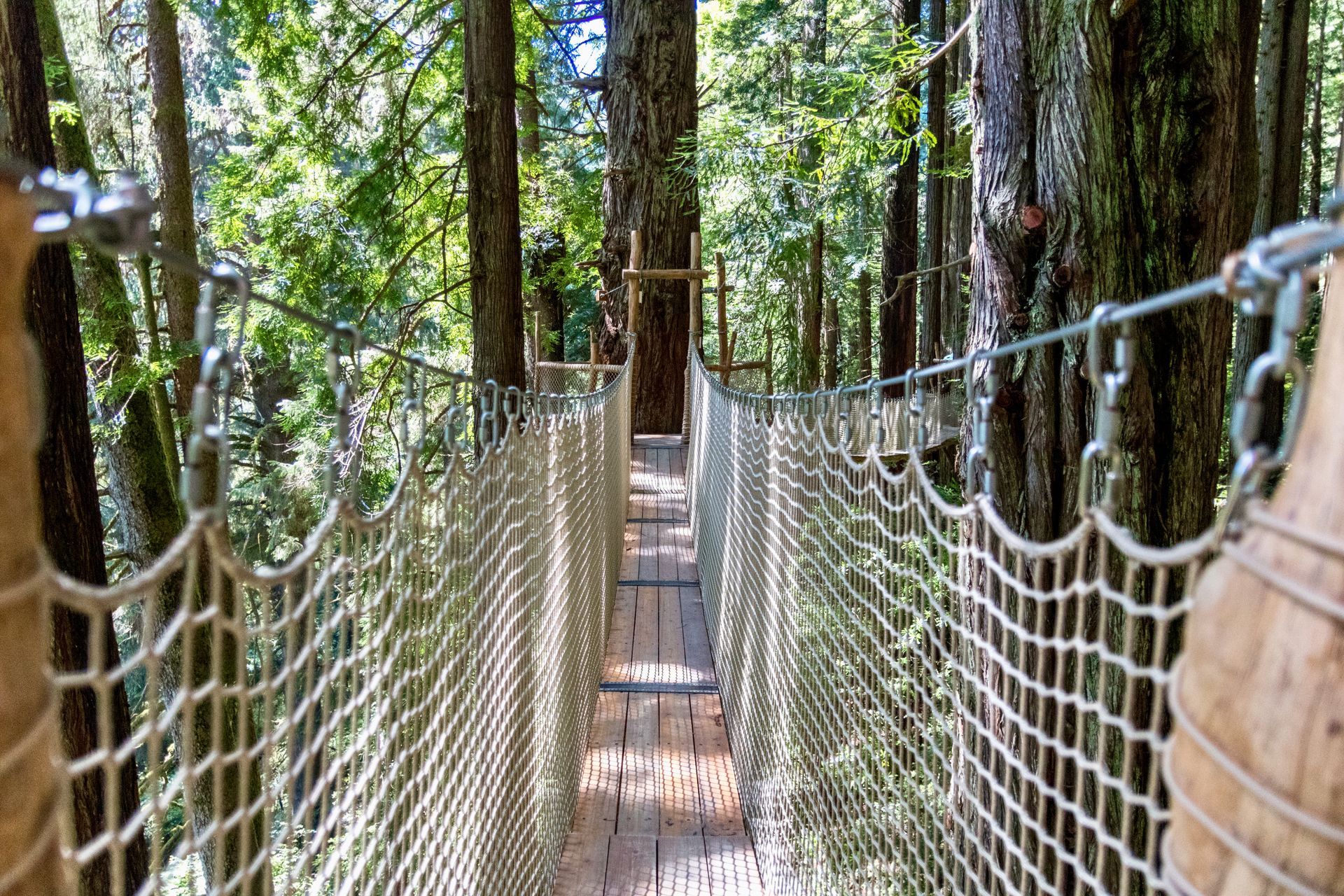 Narrow rope suspension bridge through a forest, with wooden planks and mesh sides