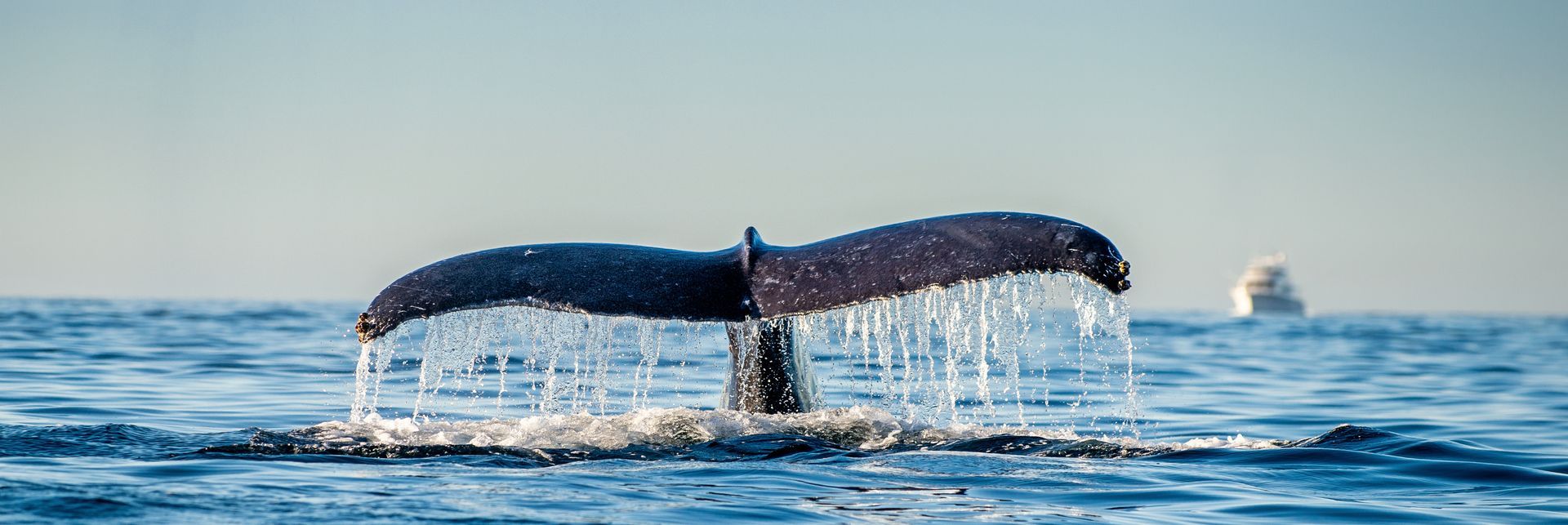 Whale tail flukes rising from the ocean, water streaming off them at sunset