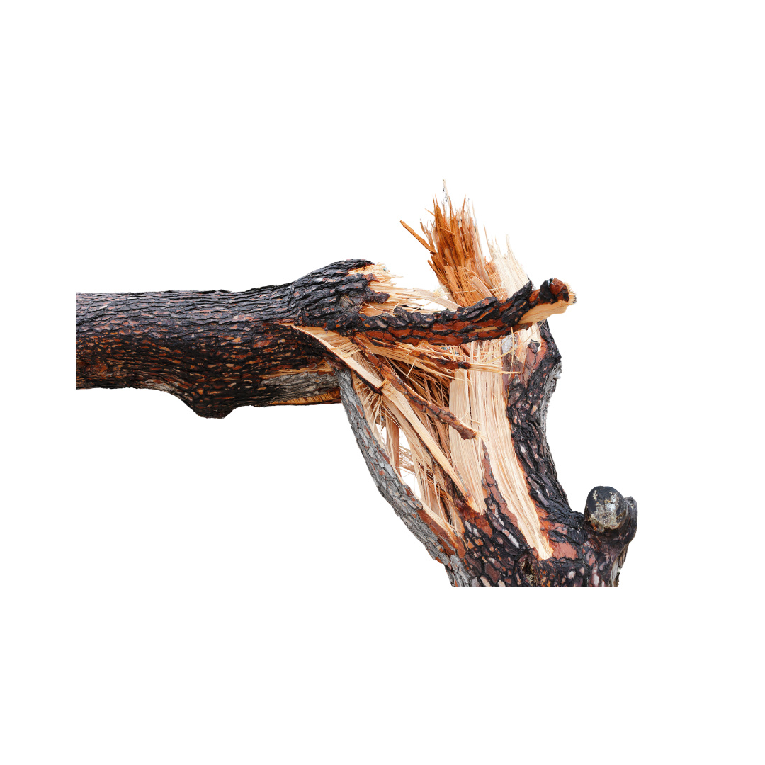 Emergency Tree Removal for fallen or dangerous trees. 24/4 emergency tree service near me.