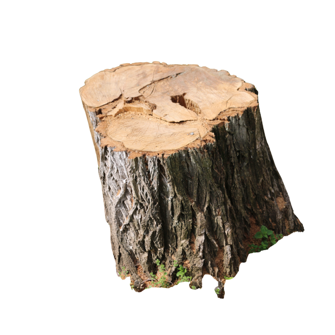 stump grinding and removal near me. Cheap stump grinding. Best stump grinding.