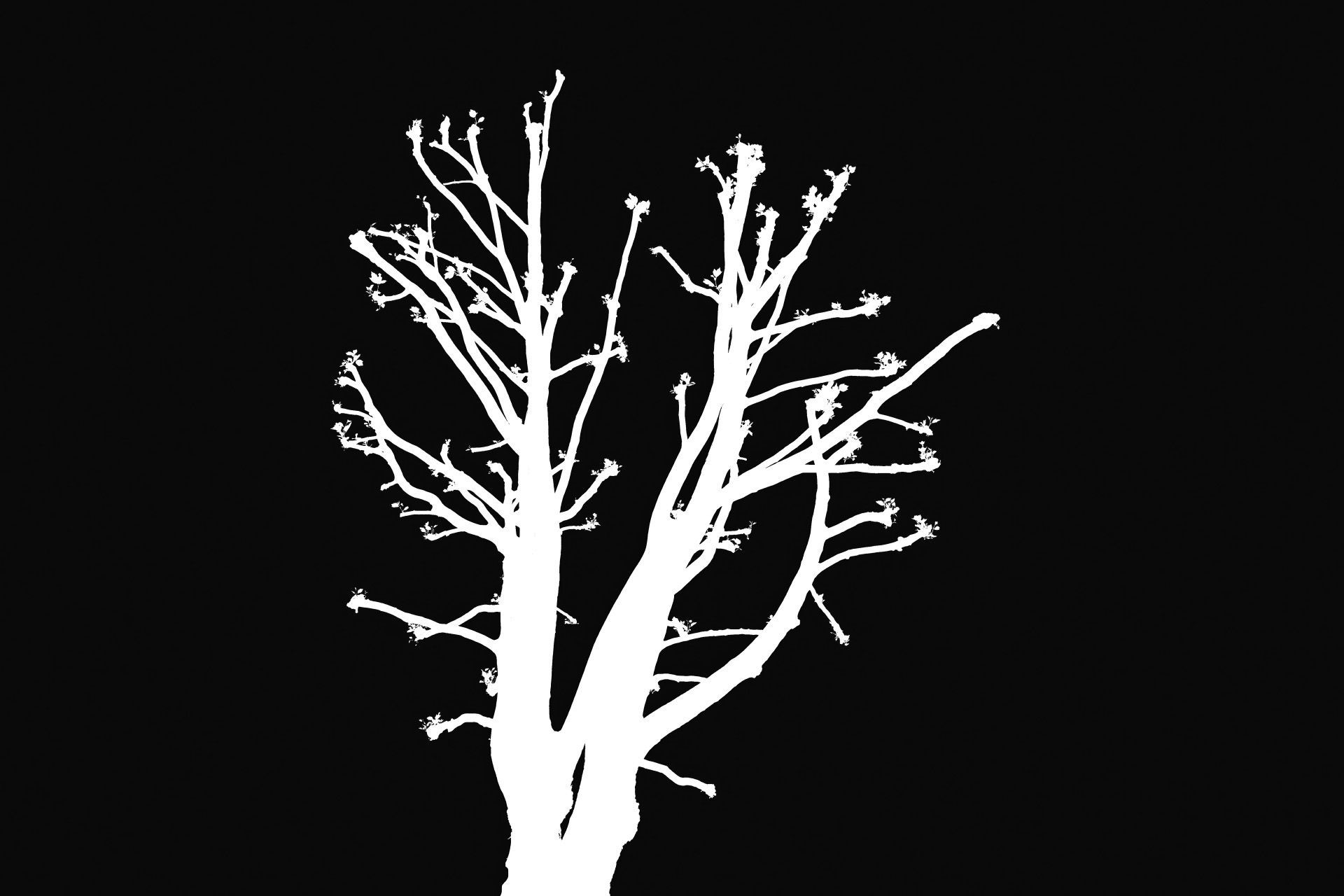 THE WISHING TREE | Fine Art Photography NFT by Doug Friesen