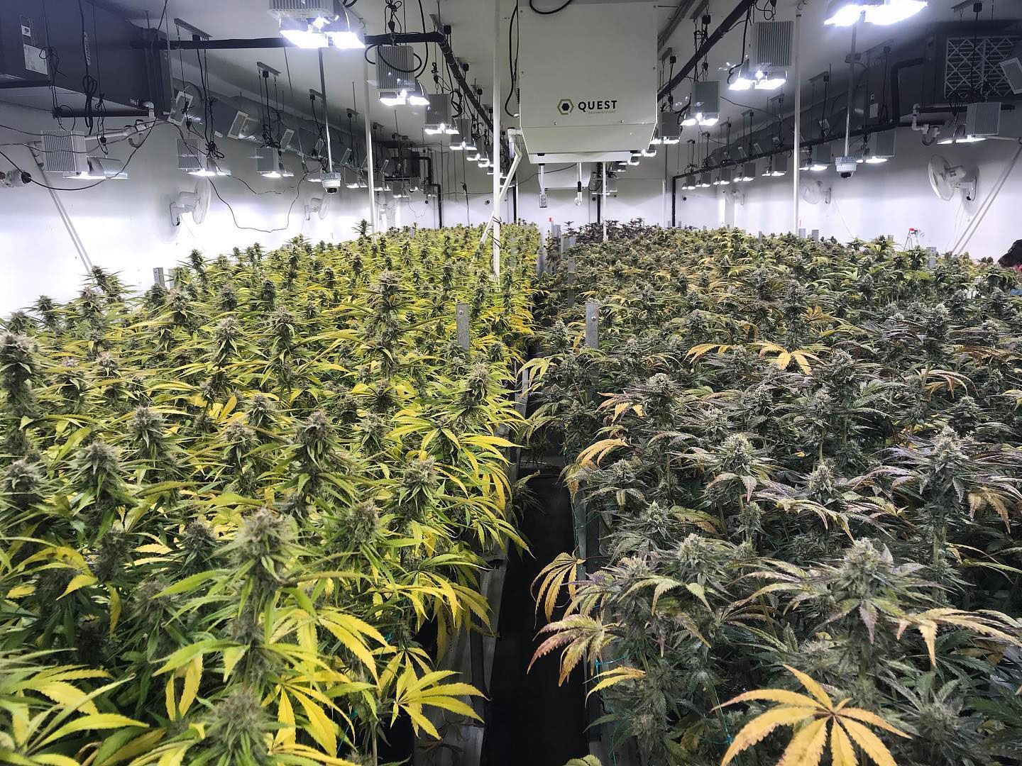 Cultivation Process in Vancouver, WA