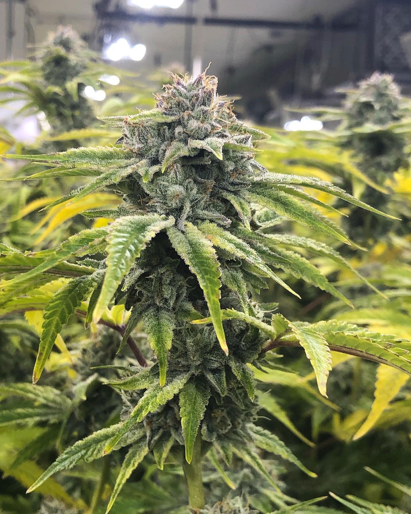 Premium Cannabis Processing in Vancouver, WA