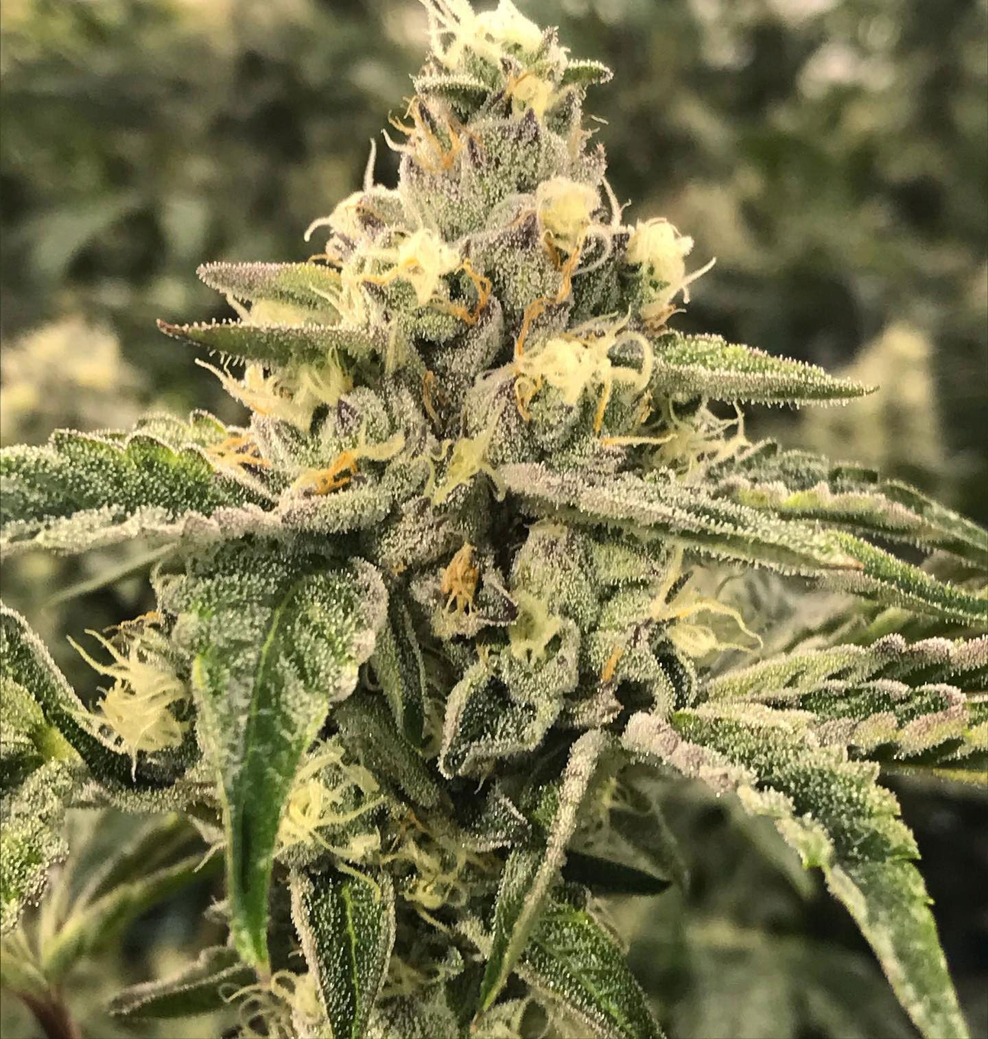 Explore Tomorrow’s Cannabis Today in Vancouver, WA