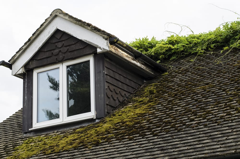 moss covered roof