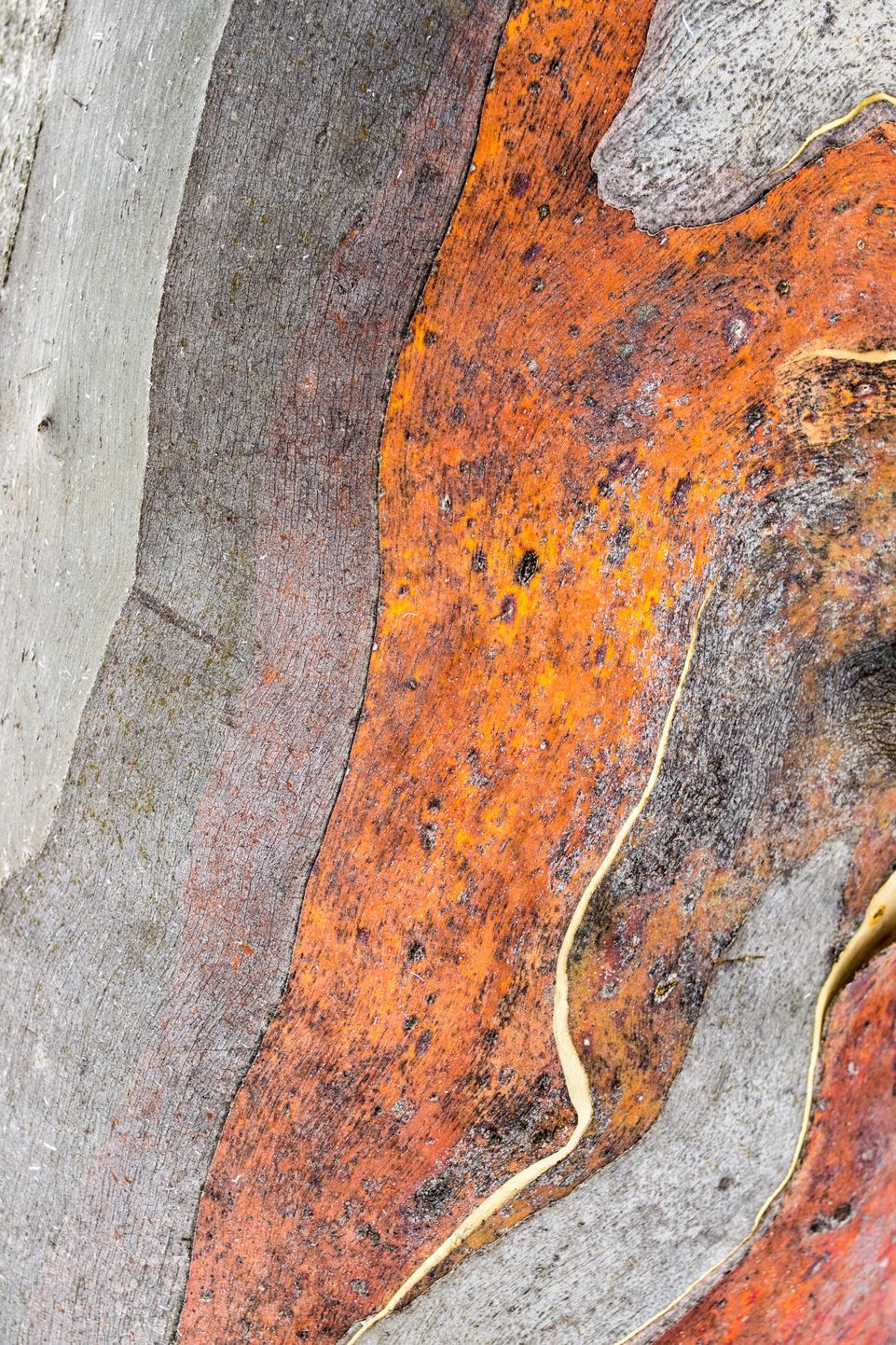 Close up of texture from Outback Queensland