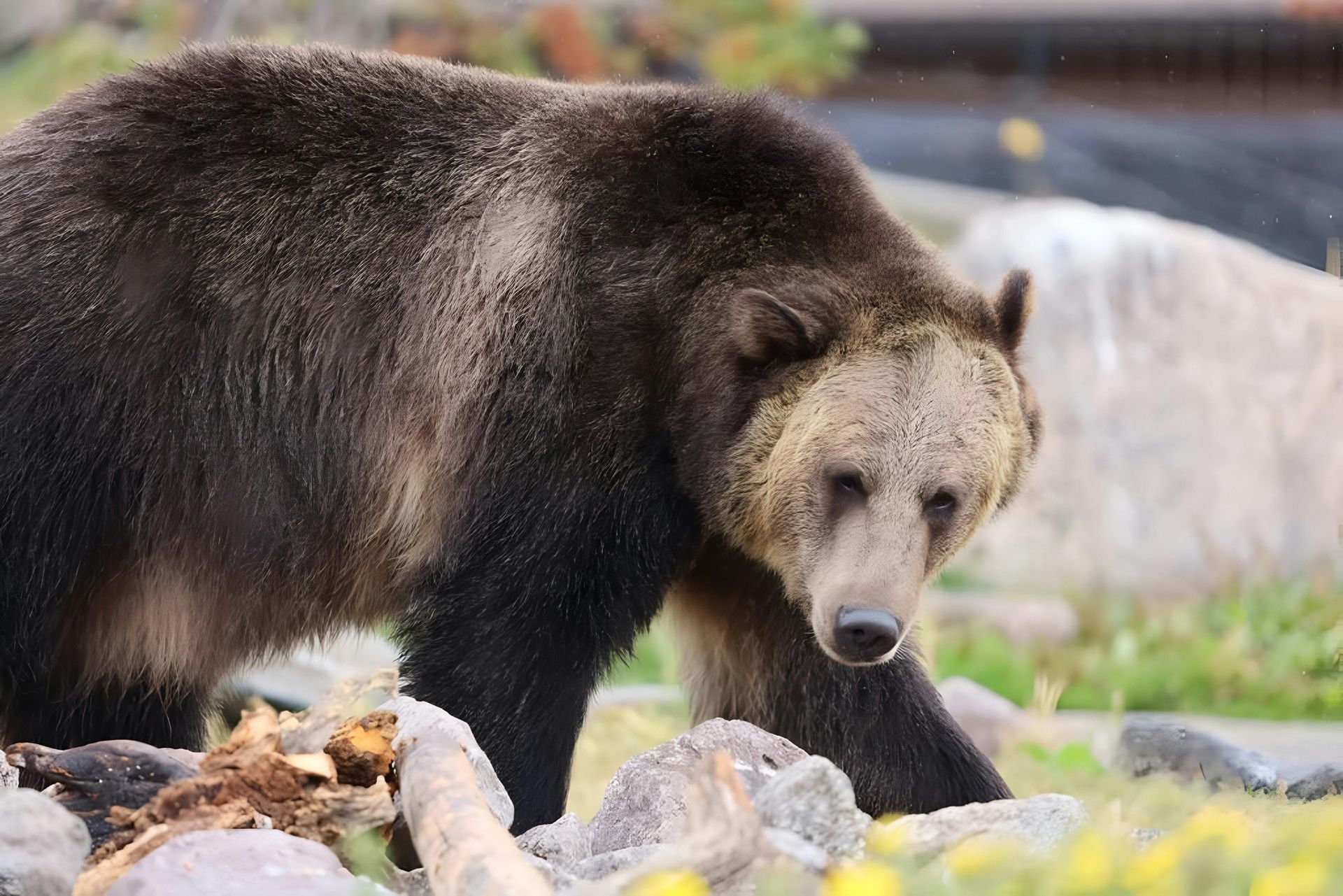 Brown bear standing on rocky ground, looking toward the camera.