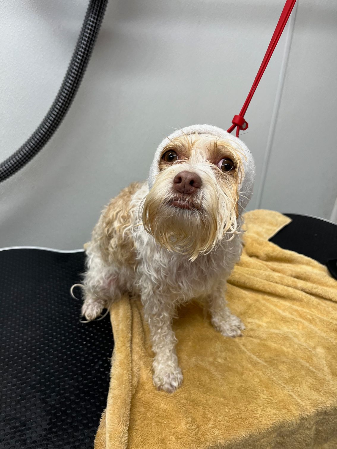 Wet small white dog on a grooming table with a red leash, looking up at the camera.