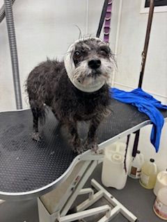 Wet small dog on a grooming table with a blue towel nearby