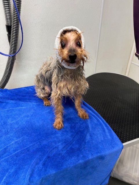 Small wet terrier sitting on a blue towel at a grooming table