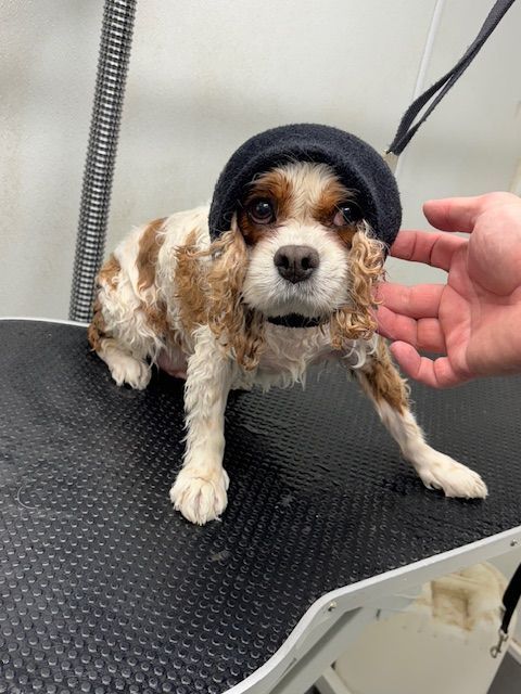 Small wet dog in a black knit hat on a grooming table, with a hand reaching toward its face.