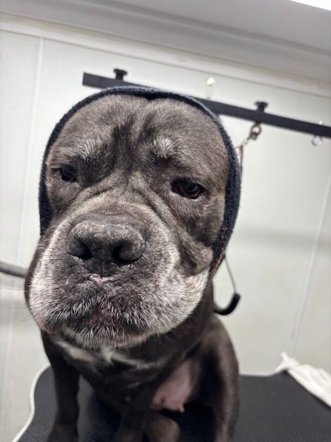 Close-up of a wrinkly black dog with a gray muzzle, looking at the camera in a grooming room.