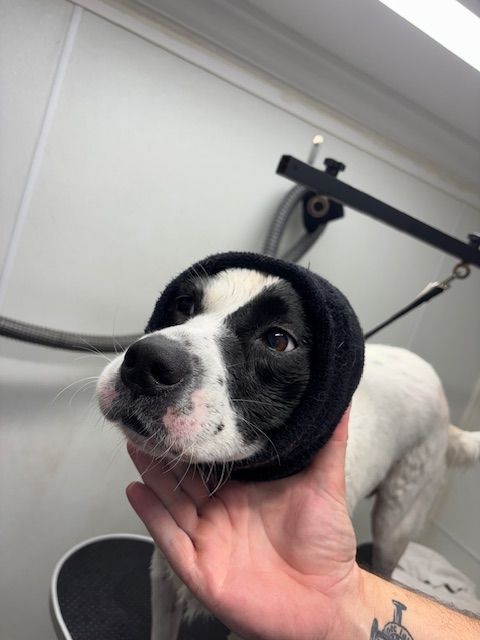 Black-and-white puppy being held during grooming, with a grooming table in the background