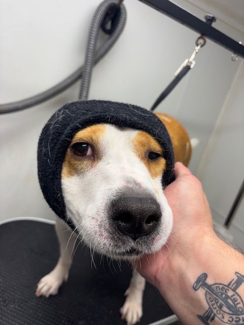 Small dog in a black hood being held in a grooming sink, looking at the camera.