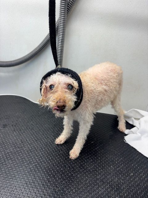 Small curly-haired dog with a black snood, standing on a grooming table, looking at the camera.