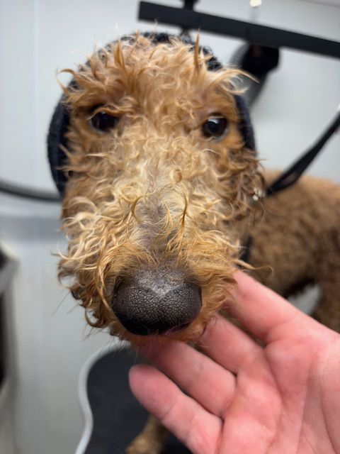 Curly-haired brown dog sniffing a hand indoors, close-up on its face.