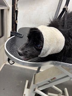 Black dog with a white bandage around its head resting on a grooming table