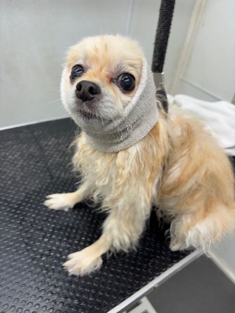 Small tan dog with a shaved coat sitting on a grooming table, looking up with a curious expression