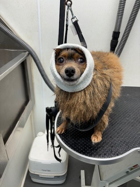 Dog wearing a cone sits on a grooming table, wrapped in a fluffy coat.