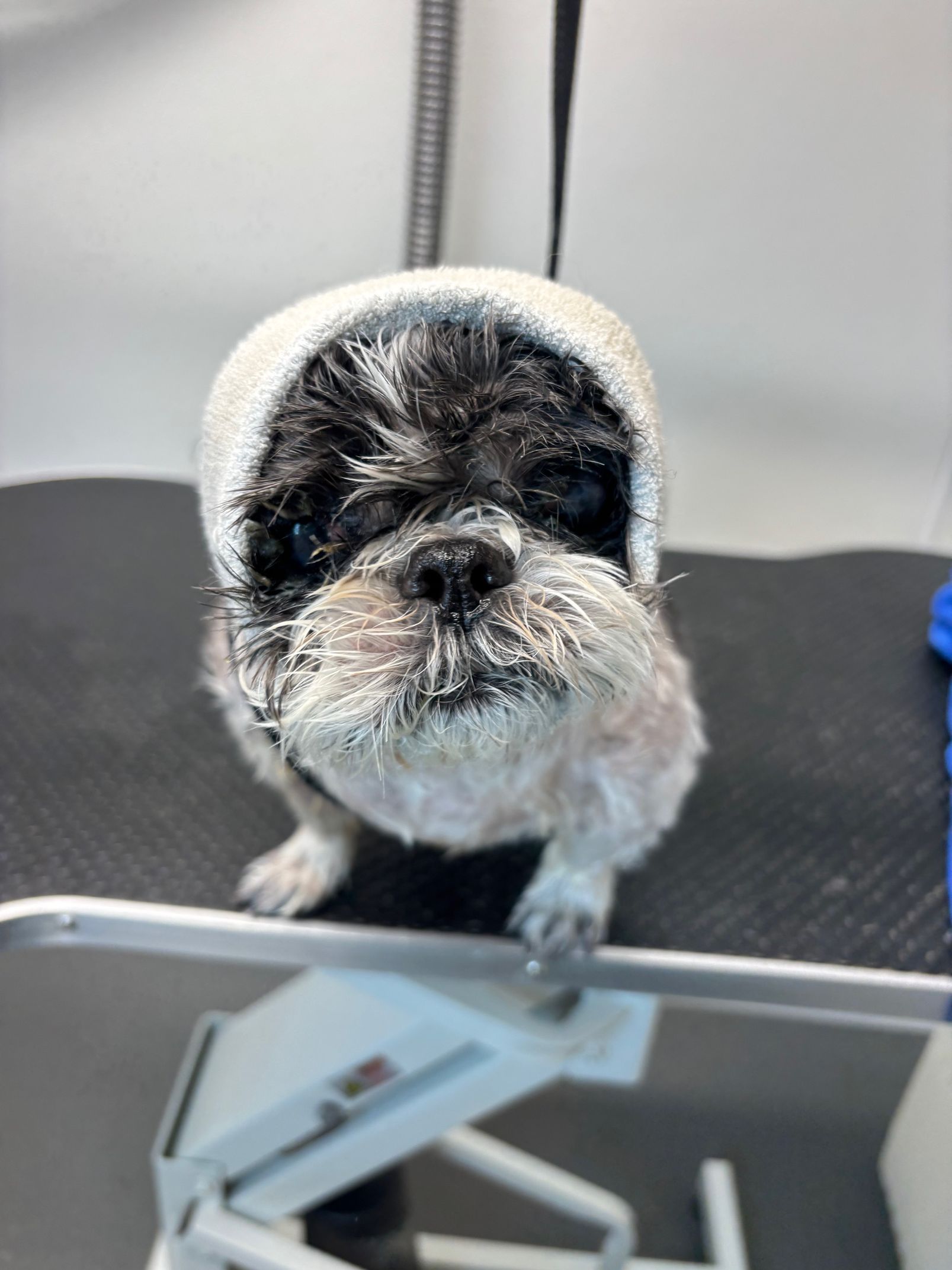 Small black-and-white dog standing on a grooming table, looking at the camera.