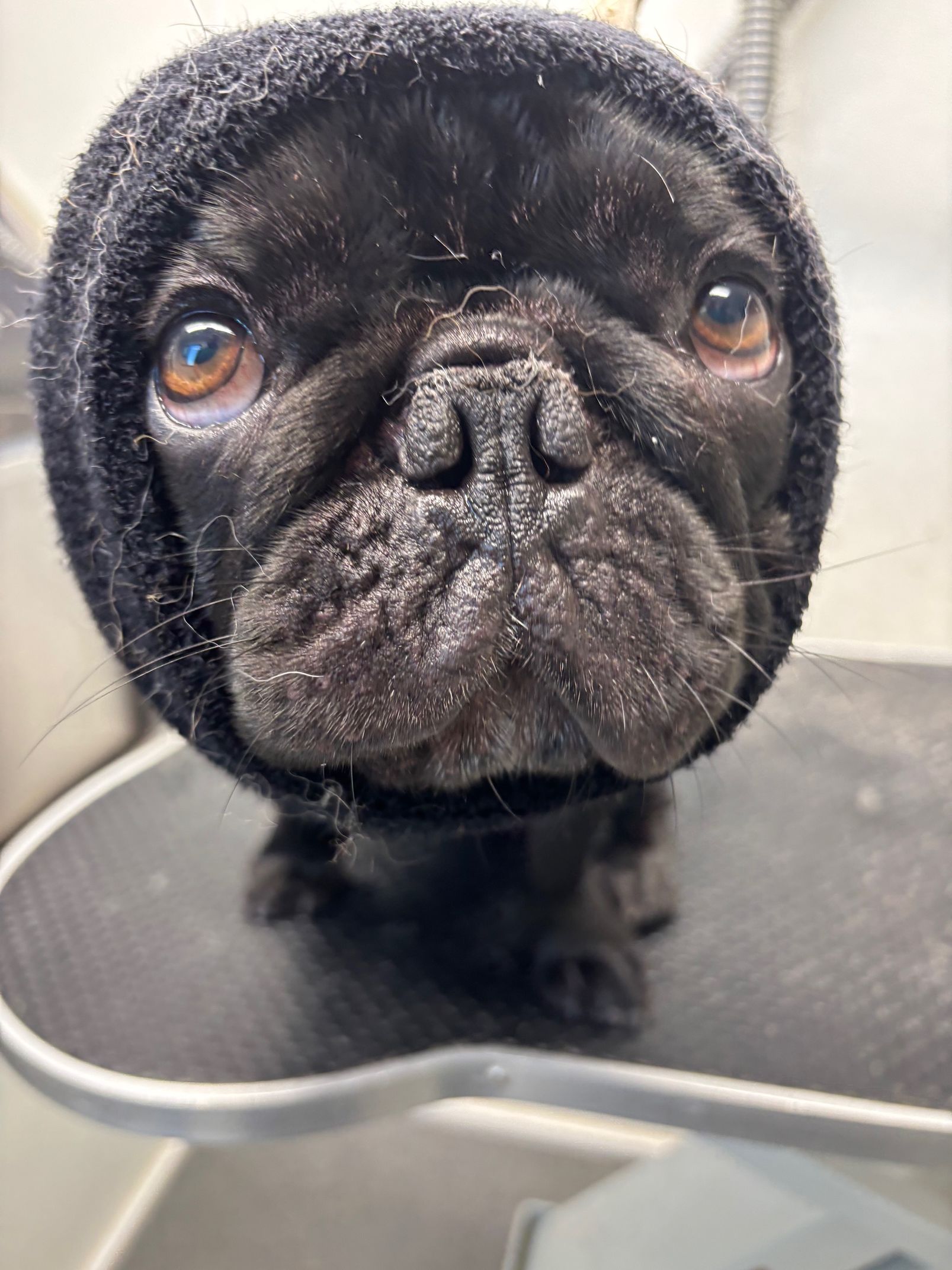 Black pug standing on a grooming table, looking at the camera with a wrinkled face.