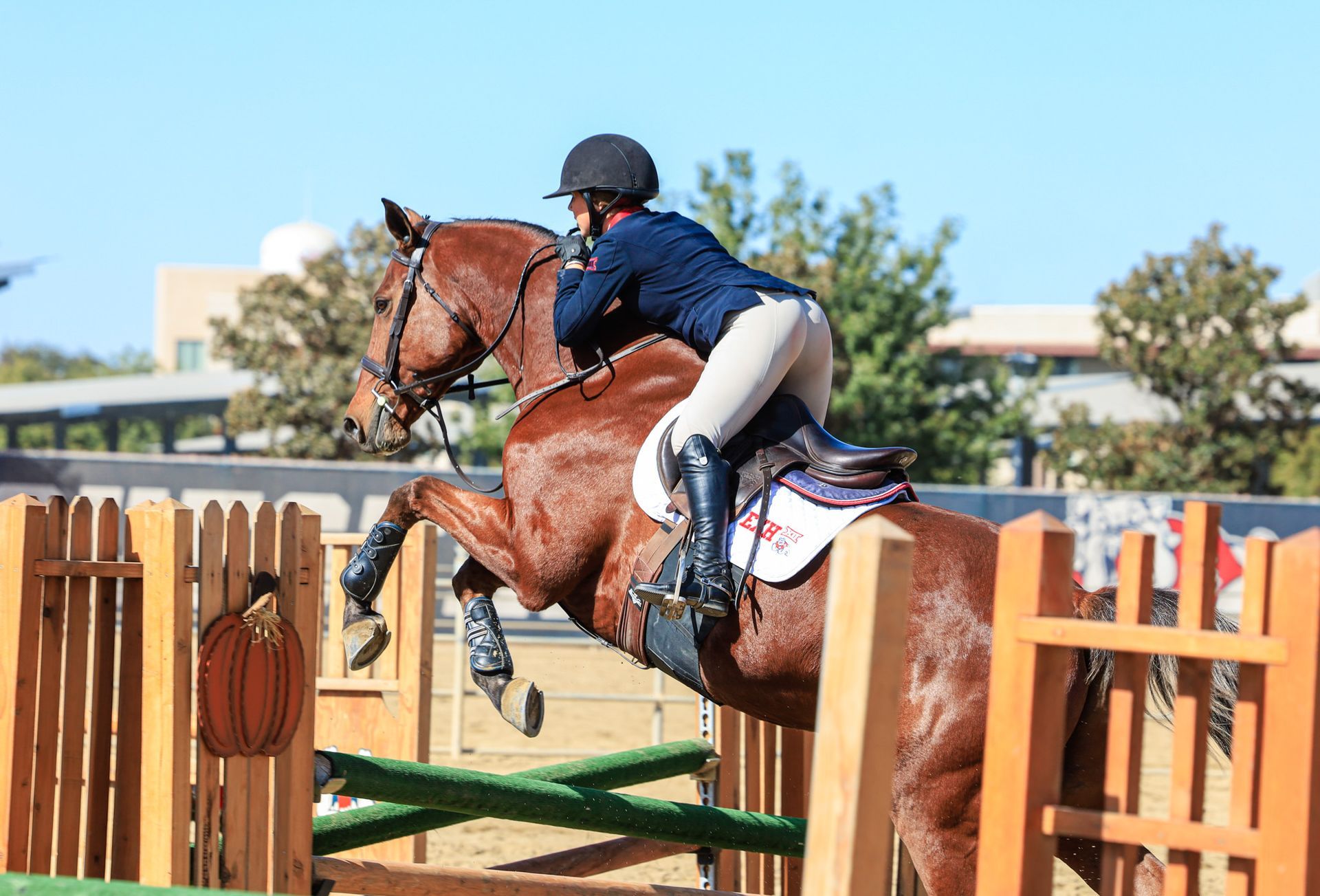 horse jumping