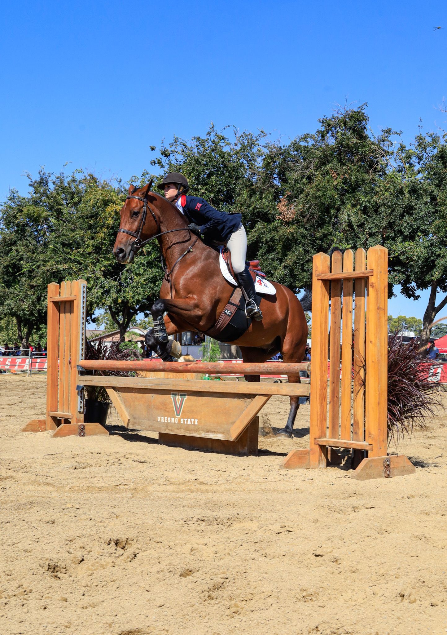 horse jumping
