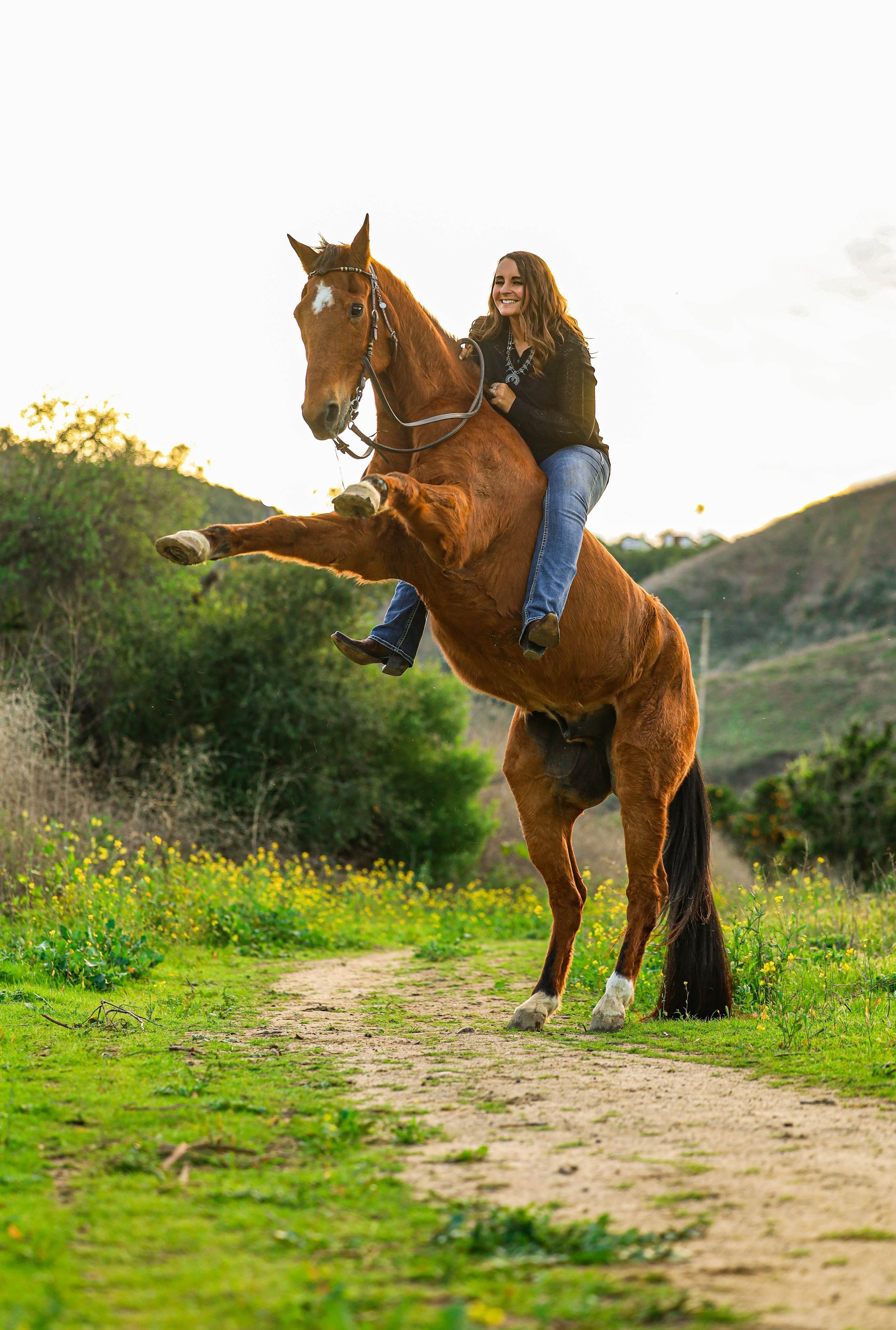 horses rearing in field 