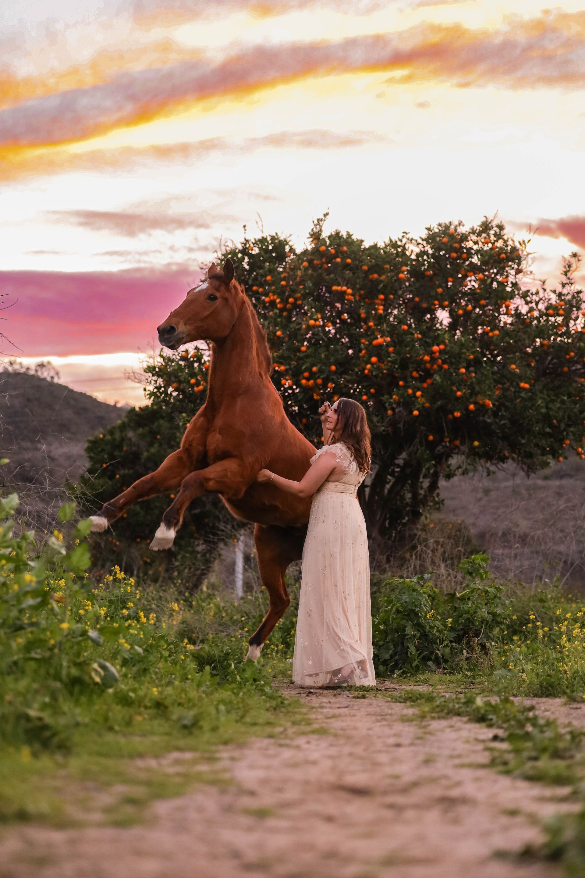 horse rearing in orange field at sunset