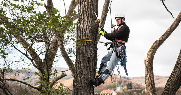 Houston tree services