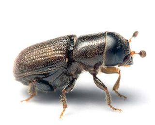 Tree-Service-spring-tx-pine-bark-beetle