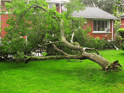 tree-service-spring-tx-emergency-tree-removal