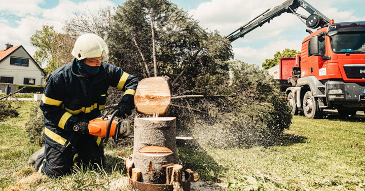Tree Removal Service