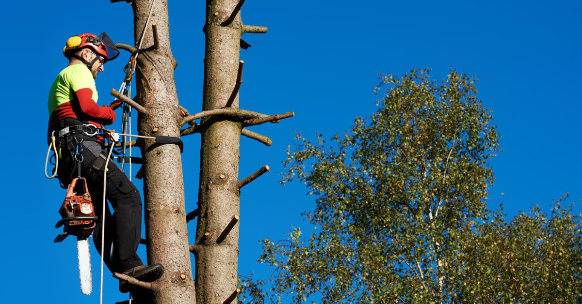 Tree Trimming Services