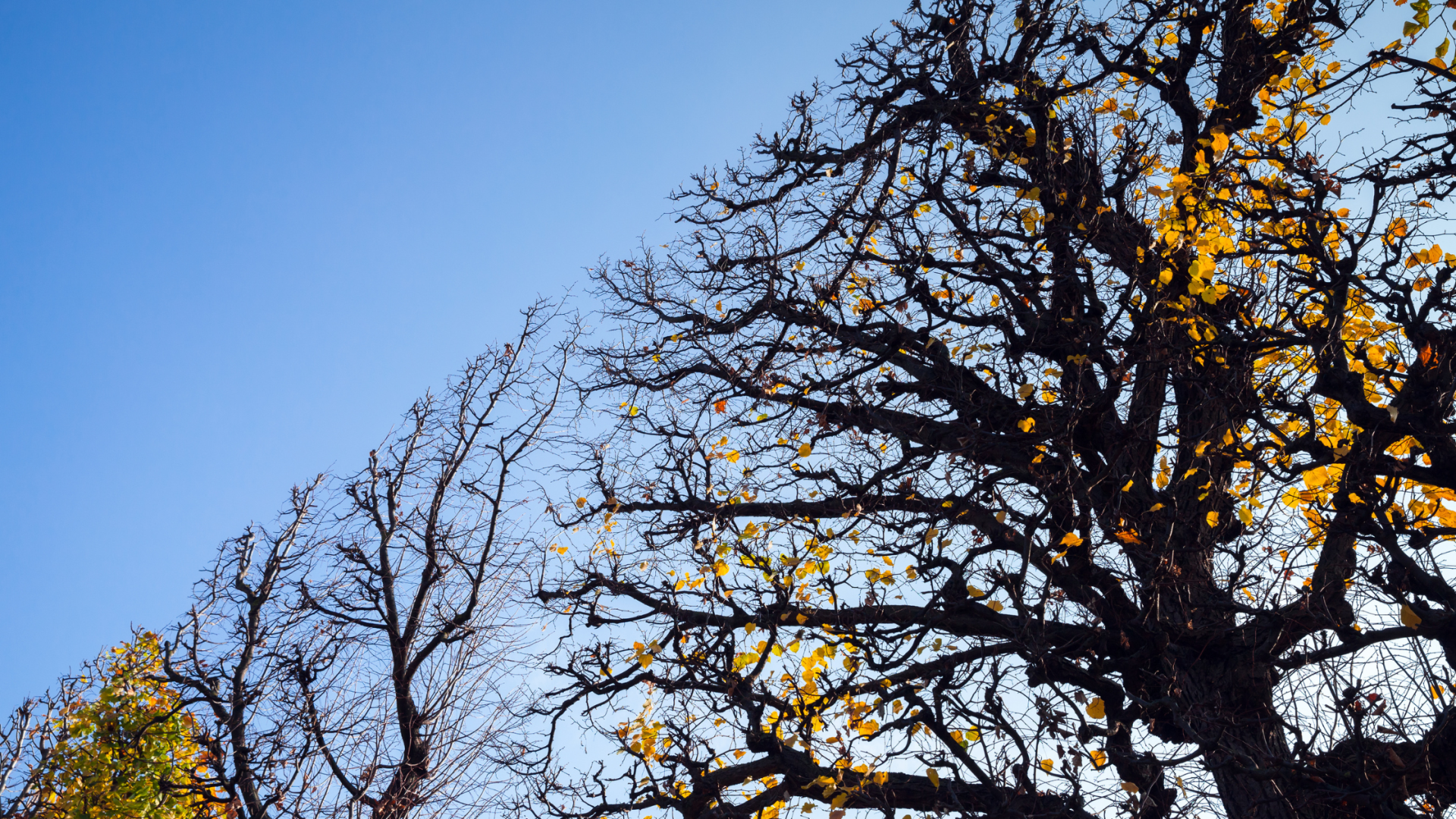 Spring TX Tree Trimming