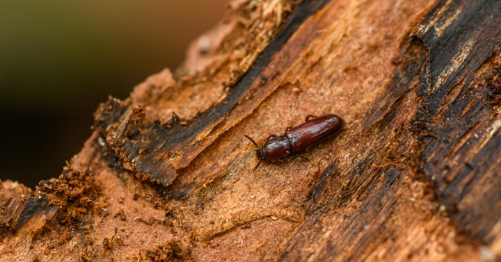 pine bark beetle treatment