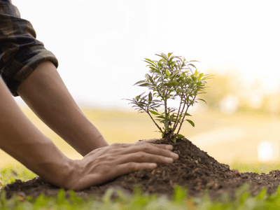 tree-service-spring-tx-arbor-care