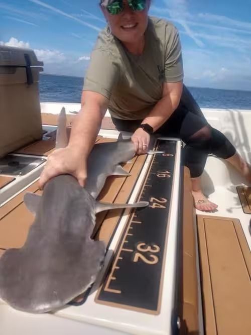 Person on a boat holding a shark over a deck measuring board, ocean in the background.
