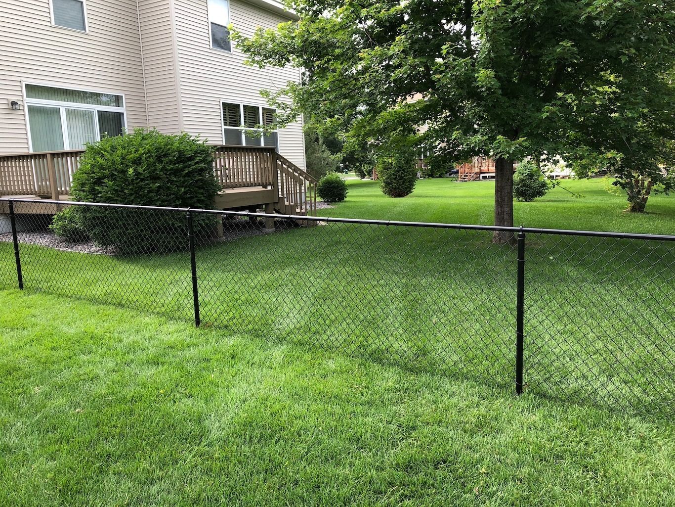 Backyard lawn beside a house, with a chain-link fence and trees in a green residential yard.