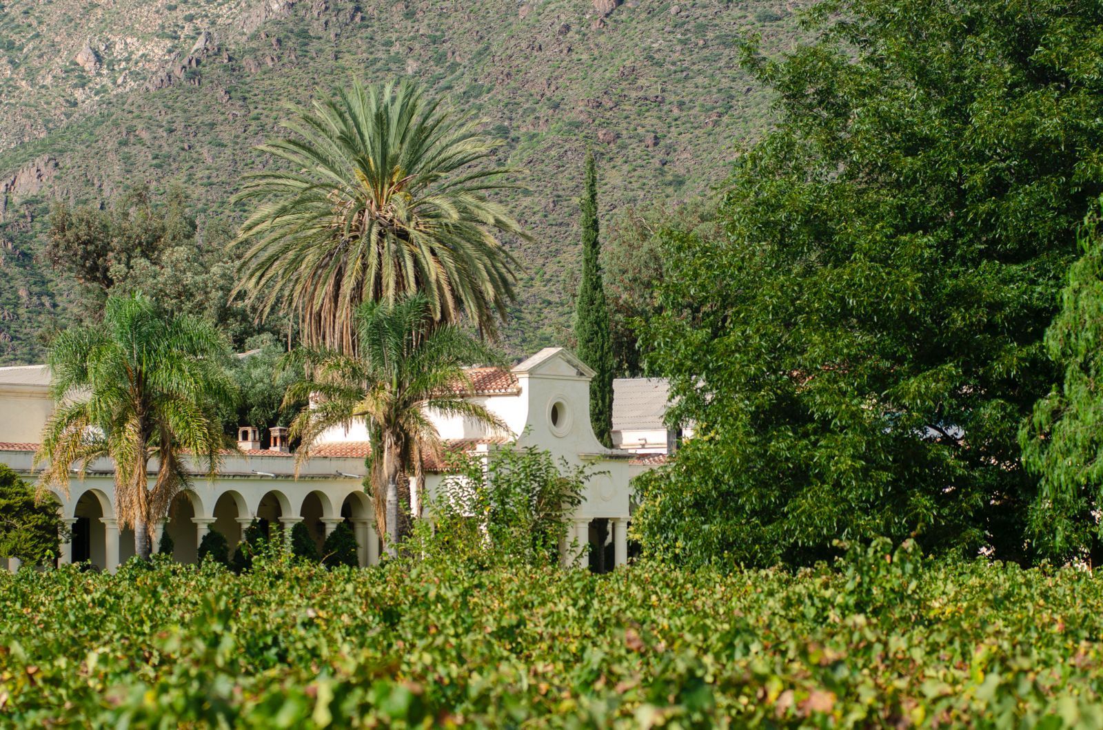 Vineyard with a white building featuring archways, palm trees, and a mountain backdrop under a bright sky.