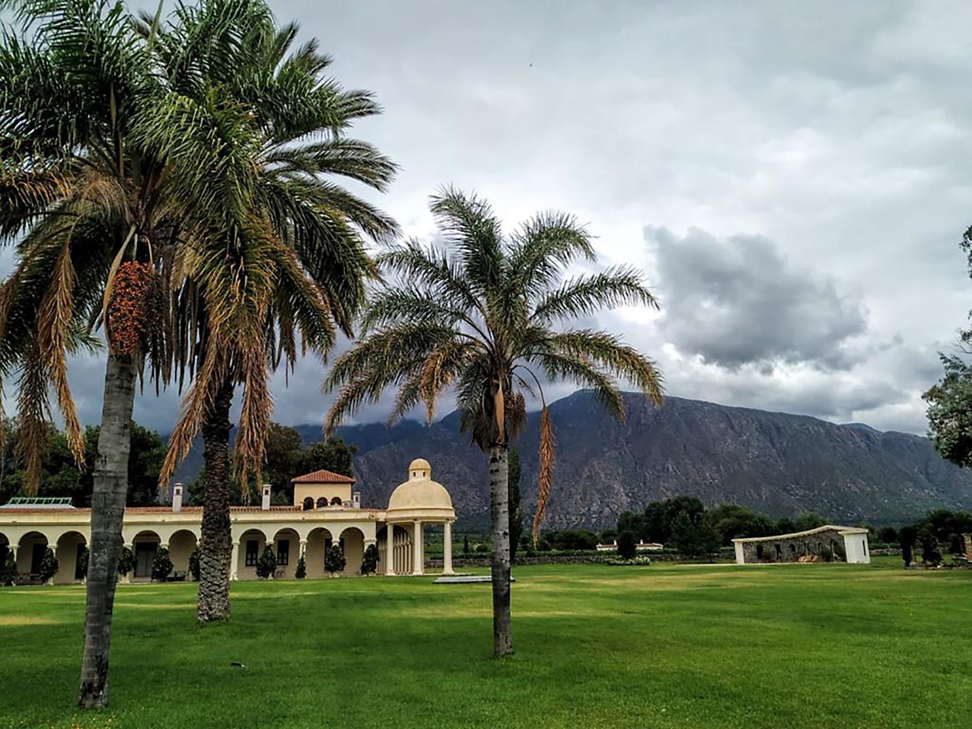 A lush green field with palm trees and mountains in the background