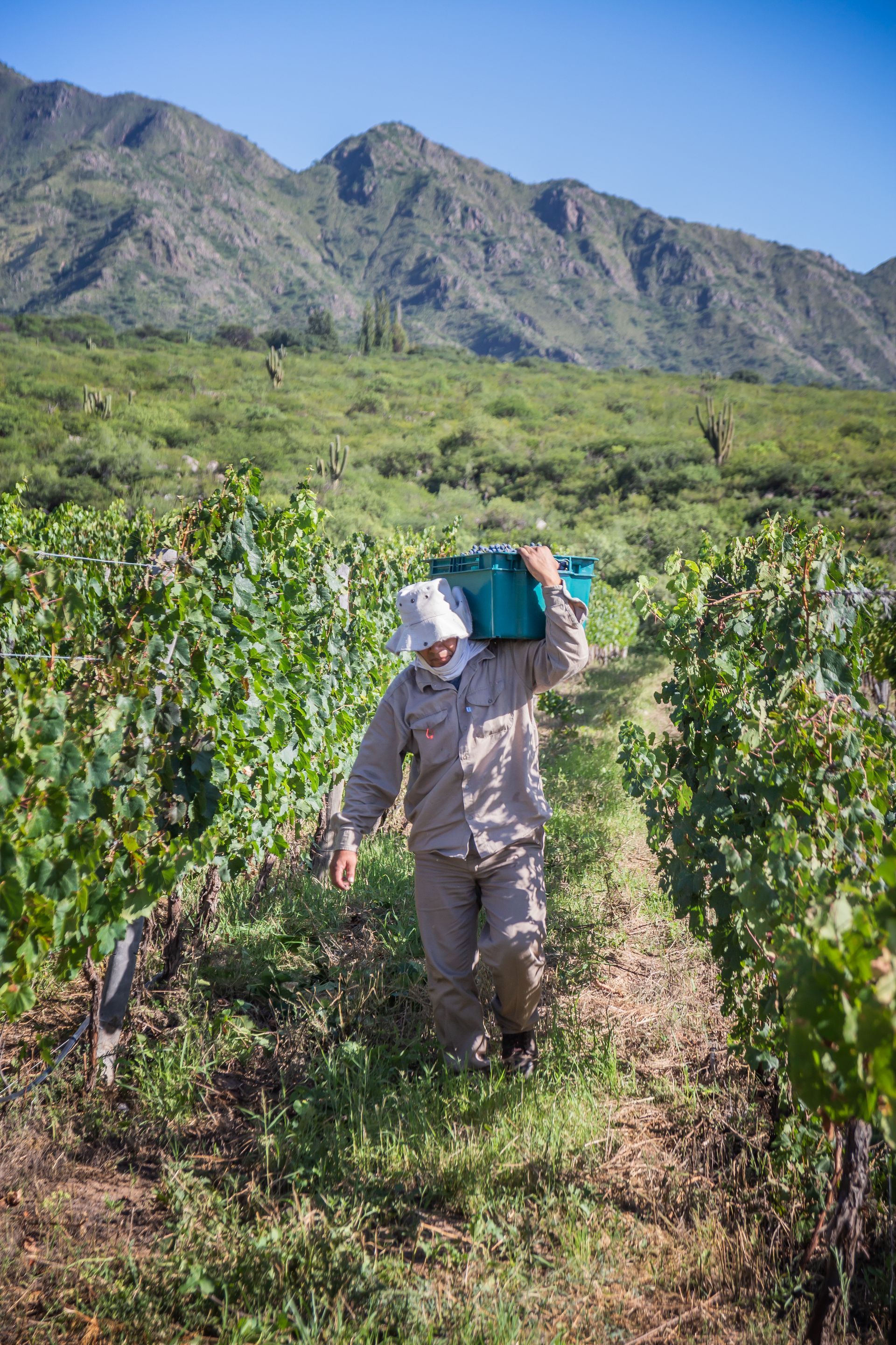 A man is carrying a bucket on his back through a vineyard.