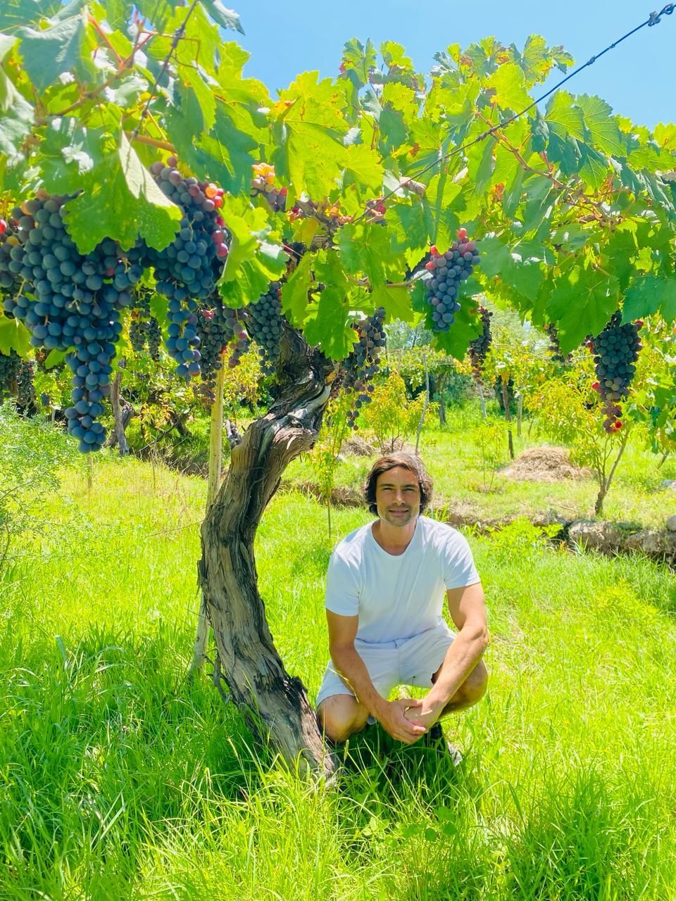 A man is kneeling under a grape vine in a vineyard.