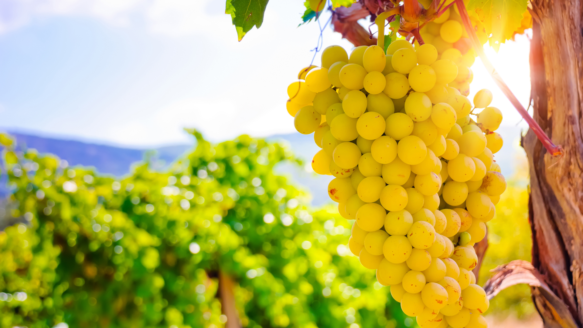 grapes